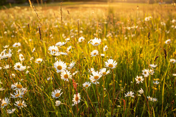 Meadow scene in midsummer with blooming daisies in golden hour in June in Latvia © Laura Kezbere