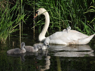 swan and cygnets