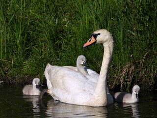 Obraz premium swan on the water