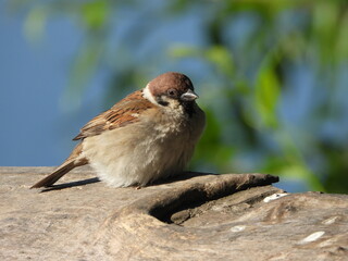 sparrow on a branch