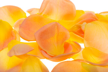 yellow rose petals isolated