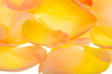 yellow rose petals isolated