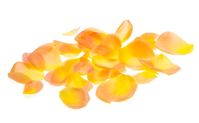 yellow rose petals isolated