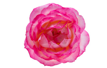 pink rose isolated
