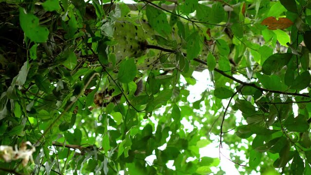 Vertical handheld of a sagui monkey eating jackfruit in Lage Park in Rio de Janeiro, Brazil.
