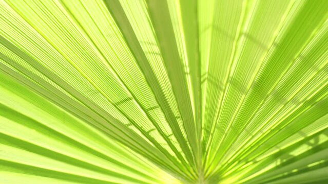 Close up background of green palm leaf backlight by warm sunshine, rotating