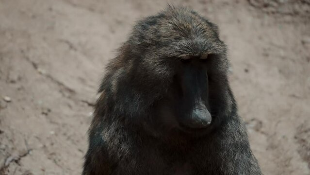 Adult Primate Baboon Sitting In The Zoo Park. Close up