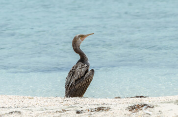Cormorant bird on the beach