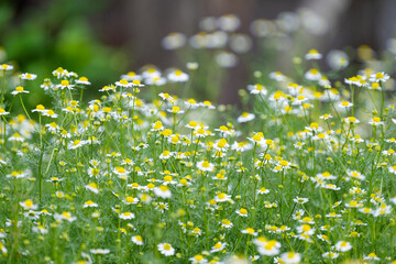 summer landscape on a meadow of medicinal daisies