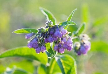 summer landscape in the meadow