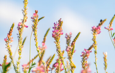 summer landscape in the meadow
