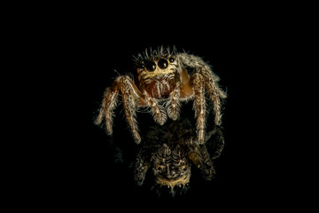 Portrait of a Jumping spider (Salticidae family) on a reflective black surface.