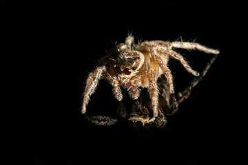 Portrait of a Jumping spider (Salticidae family) on a reflective black surface.