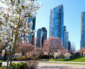 Obraz premium Cherry blossoms in full bloom in the city Blooming sakura cherry blossom branch with skyscraper building in background in spring, Vancouver, BC, Canada. David Lam Park