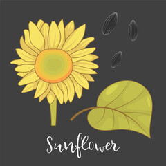 Hand Drawn Sunflower with Leaf on Black