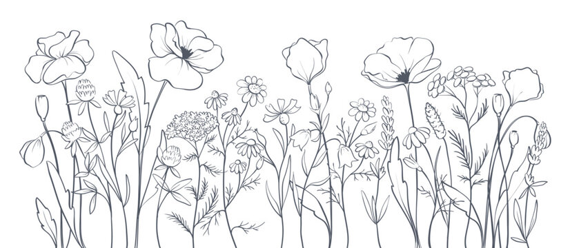 Poppies and other wild flowers. Sketch in lines, freehand drawing. Vector illustration, summer background, flower meadow.	