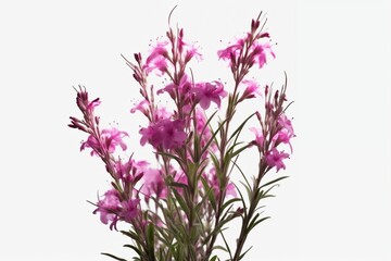 Illustration of a Fireweed (Epilobium angustifolium) plant with purple flowers, Generative Ai