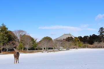 雪景色の奈良公園と鹿