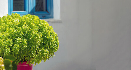 Basil plant in red pot under Cyclades island sun Greece on blur white empty wall background. Space