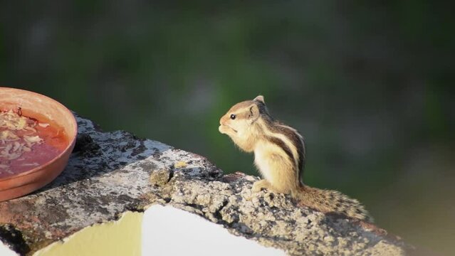 The Indian palm squirrel or three-striped palm squirrel is a species of rodent in the family Sciuridae found naturally in India and Sri Lanka.