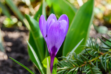 Violet crocus flower in a forest at early spring