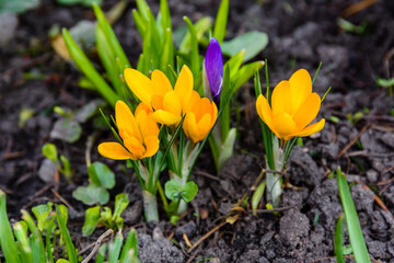 Yellow crocus flowers in a forest at early spring