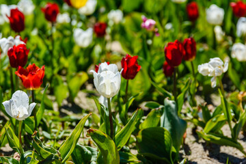 Blooming tulips in flower bed at the city park