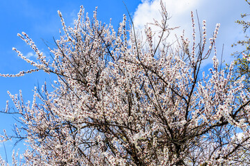 Branches of the blossoming  apricot tree on spring