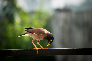 Mynas Expression 
The mynas are a group of birds in the Starling family. 