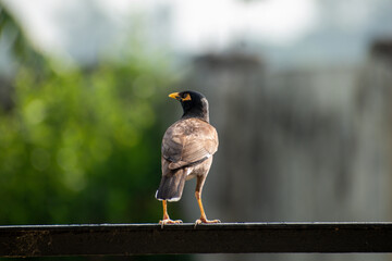 Mynas Expression 
The mynas are a group of birds in the Starling family. 