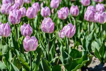 Blooming tulips in flower bed at the city park