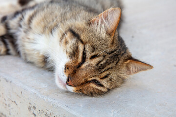 Cat half sleeps on street white wall. Outdoors close up portrait of kitty, Cyclades island Greece.