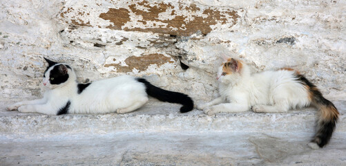 Two tired cat get rest on sidewalk of old peeled wall. Kitty relaxing at Cyclades island, Greece.