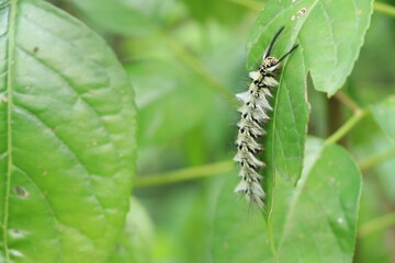 The larva of Trabala Vishnou guttata 