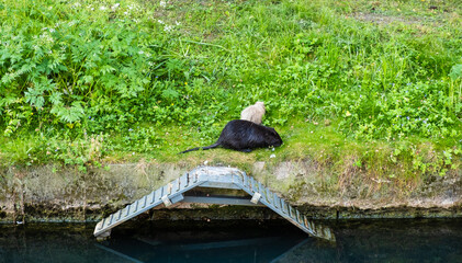 Zwei Nutrias auf einer Wiese in einem Park in Düsseldorf, Deutschland