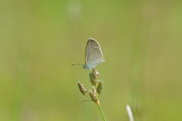 small butterfly species zizina otis, perched on plants growing in the grass