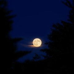 Full moon of June over the trees
