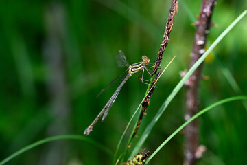 Emerald spreadwing // Glänzende Binsenjungfer (Lestes dryas) Weibchen - Pinios-Delta, Griechenland
