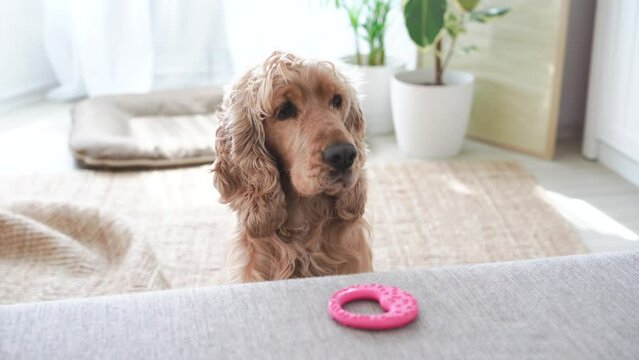 Adorable english cocker spaniel dog wants to play with toy. High quality 4k footage