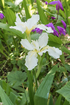 Iris tectorum var Alba