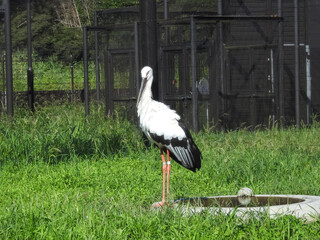 絶滅から逃れて少しづつ数が増えてきたコウノトリ