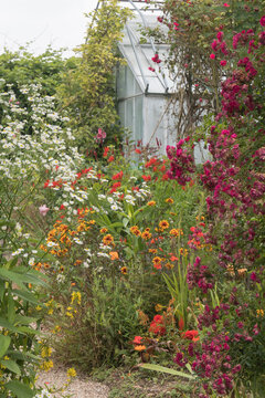 Perennials, climbing rose and greenhouse