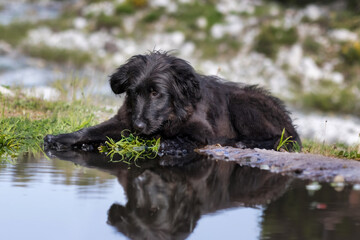 Black dog puppy lying down in the grass near the water with reflection, outdoors fun
