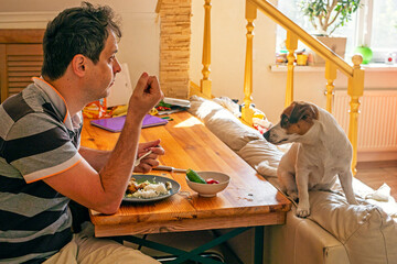 jack russell terrier begging for food from the owner who eats at the table