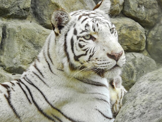 ホワイトタイガーの表情