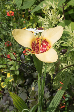 peacock tiger flower, tigridia oeil de paon