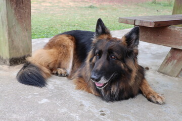 German shepherd resting on the ground