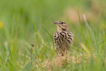 A tree pipit sitting on the meadow.  Anthus trivialis. Wildlife scene with a songbird. 