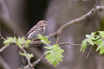 A Tree pipit sitting on the branch. Anthus trivialis. Sonbird in the nature habitat. 