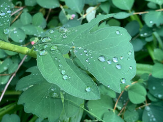 Drops and leaf